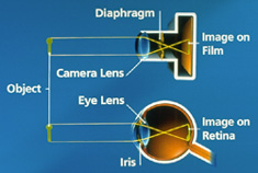 Image on Film and Image on Retina